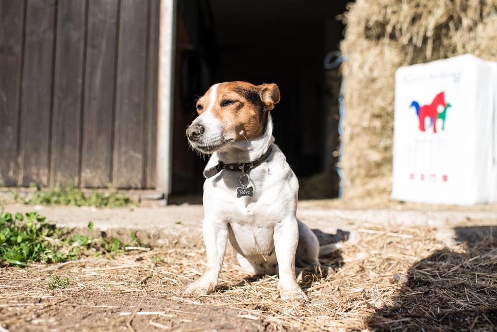 San Giacomo Horses & Agriturismo アルルーノ エクステリア 写真