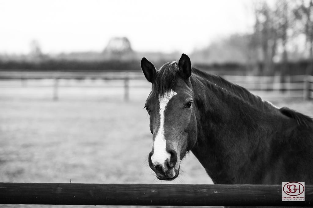 San Giacomo Horses & Agriturismo アルルーノ エクステリア 写真