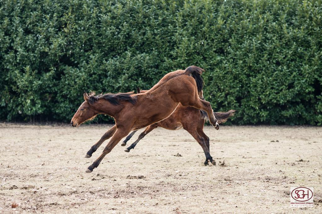 San Giacomo Horses & Agriturismo アルルーノ エクステリア 写真