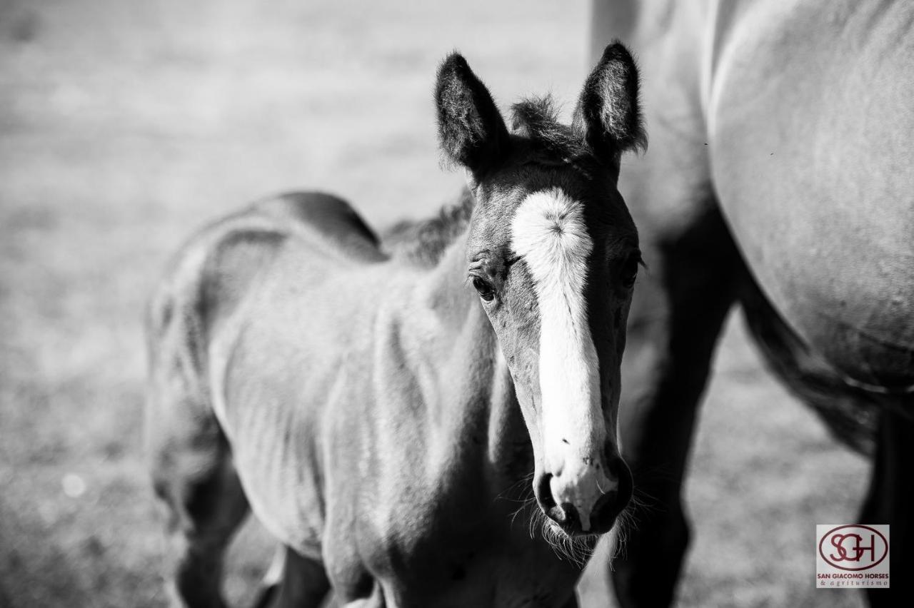 San Giacomo Horses & Agriturismo アルルーノ エクステリア 写真